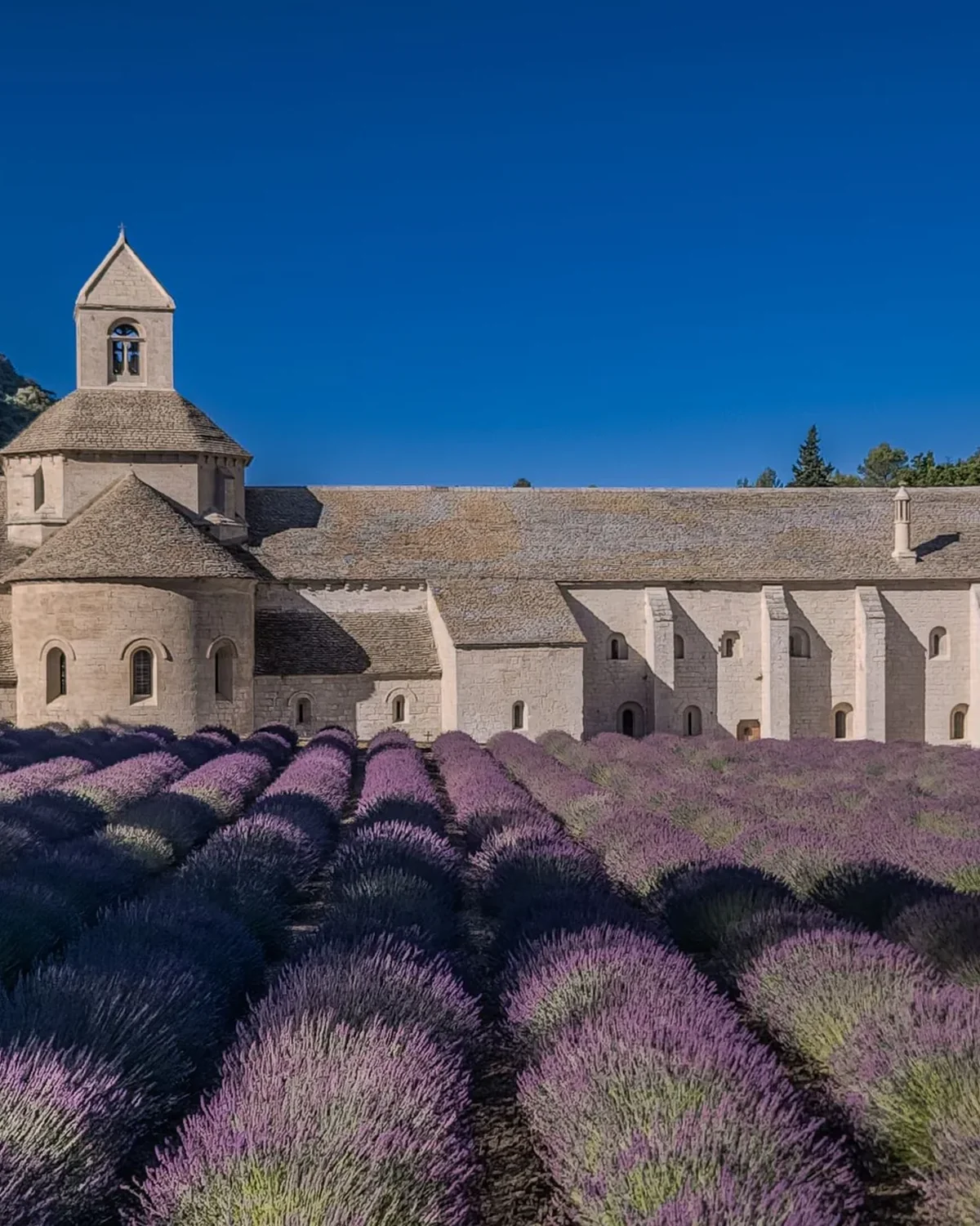 Historic abbey surrounded by lavender fields